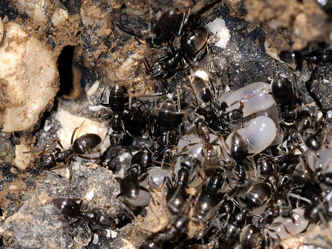 Formicidae - Plagiolepis sp.  e Tapinoma con larve